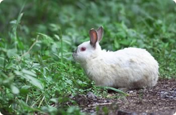 ウサギ 小動物の診療 サム動物病院 埼玉県新座市