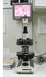 顕微鏡＋CCDカメラ＋10型壁掛けシャープ液晶テレビ 